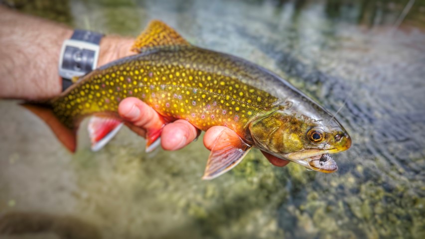 brook trout April.